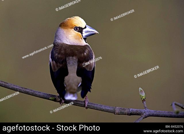 Hawfinch (Coccothraustes coccothraustes), male, Thuringia, Germany, Europe
