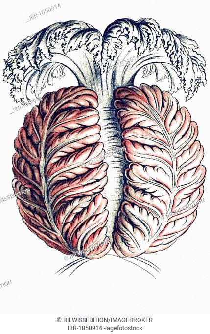 Historic illustration, Jellyfish (Anthomedusae), four-sided maw sack, tablet 46, Ernst Haeckel, Kunstformen der Natur, Artforms of Nature