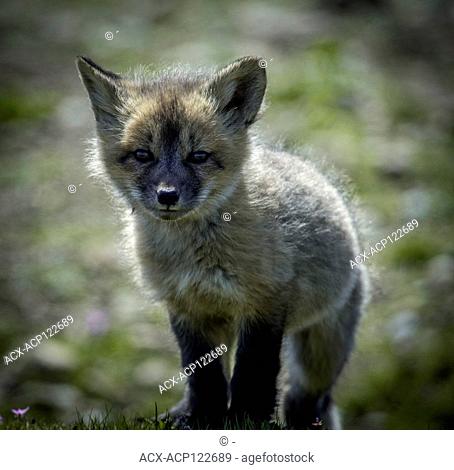 The cross fox is a partially melanistic colour variant of the red fox (Vulpes vulpes) which has a long dark stripe running down its back