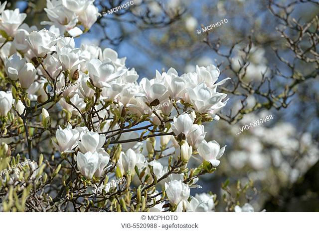 DEUTSCHLAND, STUTTGART, 28.03.2014, Tulpen-Magnolie (Magnolia Ã¿ soulangeana 'Amabilis') - Stuttgart, Germany, 28/03/2014