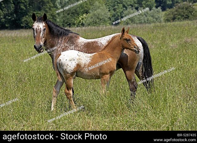 Appaloosa Horse, Mare with Foal in Meadow