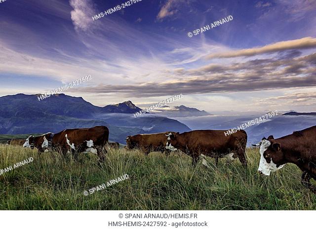 France, Savoie, Beaufortain, Hauteluce, Hauteluce Valley and cow herd since Joly neck at sunrise