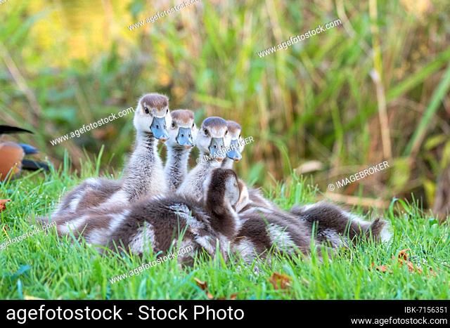Egyptian geese (Alopochen aegyptiacus), chicks, Hesse, Germany, Europe