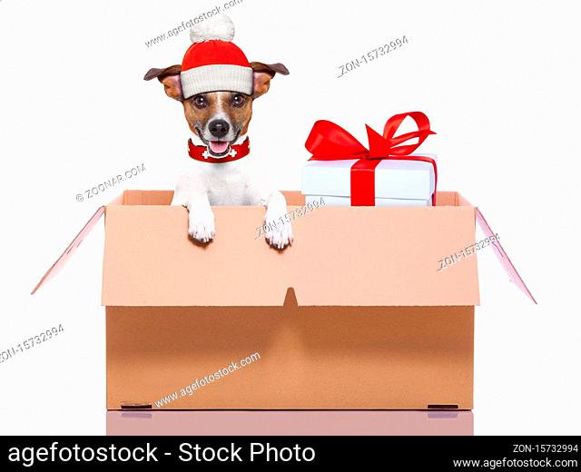 winter christmas mail dog in a very big moving box with a big present