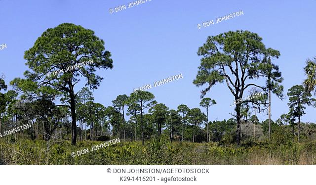 Pine trees and palmettos in pine flatwoods ecosystem Oscar Scherer State Park Florida
