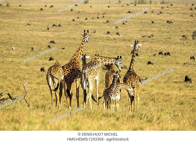 Kenya, Masai Mara national reserve, Girafe masai (Giraffa camelopardalis), herd with young