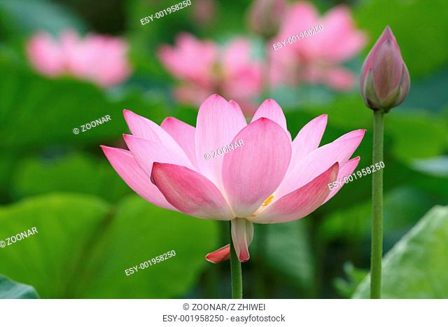 lotus blooming and bud
