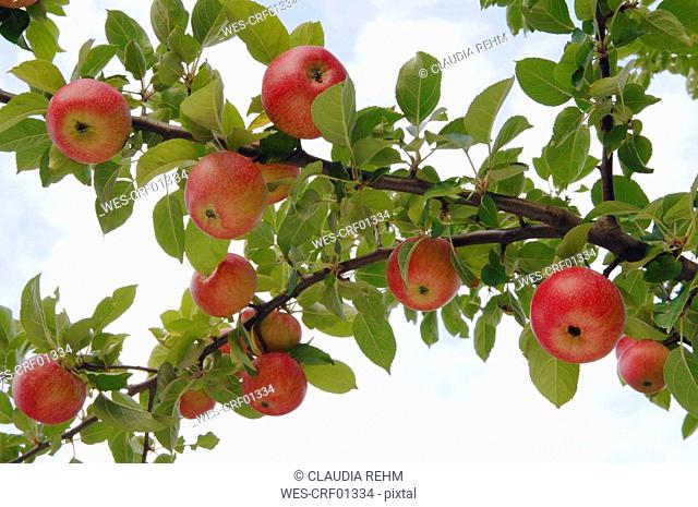 Germany, Bavaria, Tree with apples, close-up
