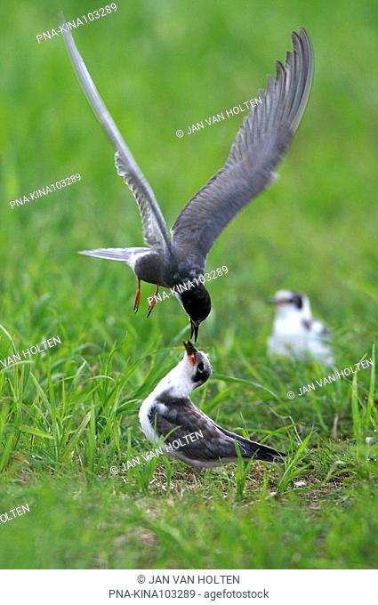 Black Tern Chlidonias niger - Biebrza National Park, Biebrzanski Park Narodowy, Podlaskie, Podlachia, Poland, Europe