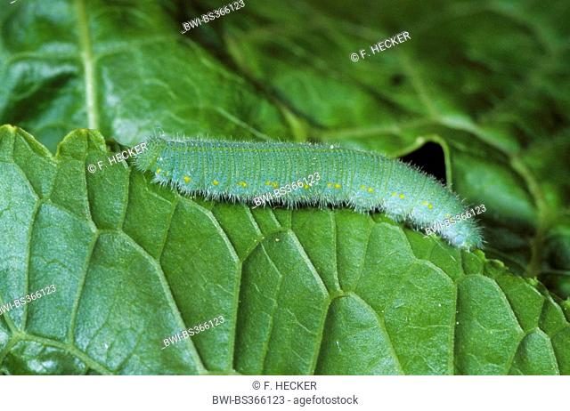 Small white, Cabbage butterfly, Imported cabbageworm (Pieris rapae, Artogeia rapae), caterpillar on a leaf, Germany