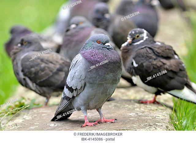 Domestic pigeons (Columba livia domestica), Germany