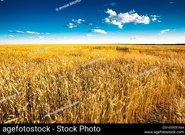 Yellow Wheat Ears Field On Blue Sunny Sky Background. Harvest Wheat Field, Fresh Crop Of Wheat