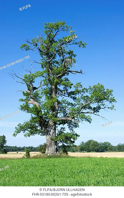 Common Oak (Quercus robur) habit, ancient tree in farmland, Sodermanland, Sweden, august