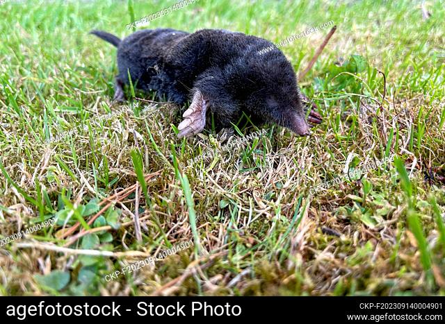 European mole (Talpa europaea), dead. (CTK Photo/Marketa Hofmanova)