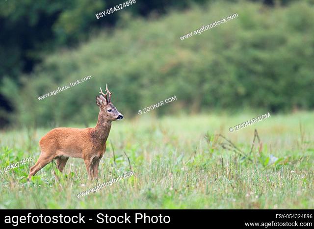 Rehbock in der Blattzeit auf der Suche nach einer paarungsbereiten Ricke - (Europaeisches Reh - Rehe) / Roe Deer buck in the rut searches a female Roe Deer -...