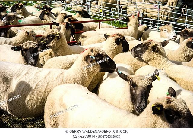 Sheep ready for auction at the Wilton Sheep sales in Wiltshire, England