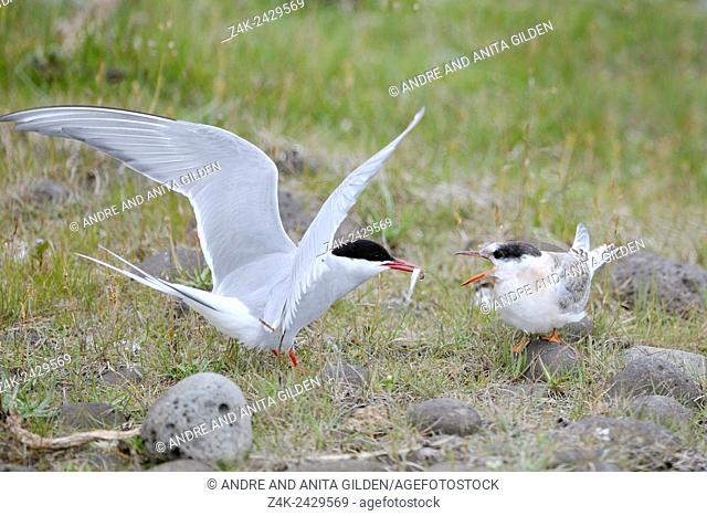 Arctic Tern (Sterna paradisaea) chicken calling for food, while adult is feeding it, Iceland
