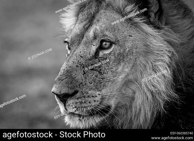 Side profile of a male Lion in black and white in the Kgalagadi Transfrontier Park, South Africa