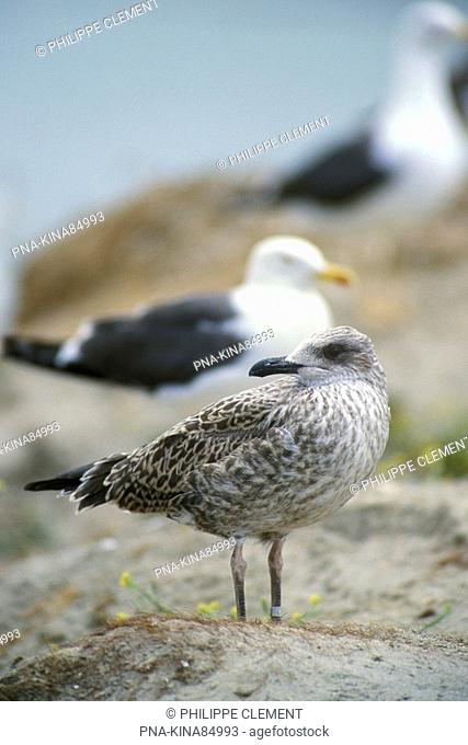 Lesser Black-backed Gull Larus fuscus - Zeebrugge, Flanders, Belgium, Europe