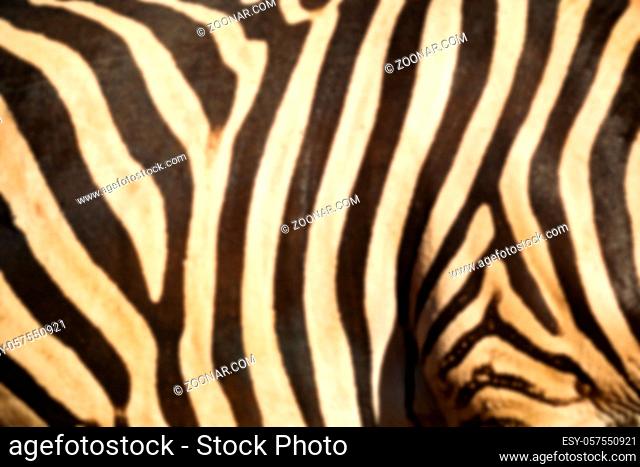 blur in south africa  kruger wildlife  nature reserve and wild zebra skin abstract background