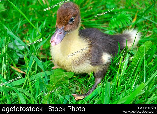 The little musk duck on green grass