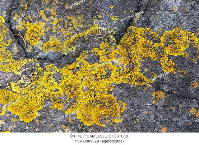Lichen growing on boulders at Bruny Island, Tasmania, Australia