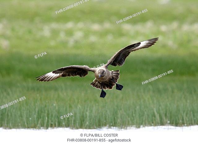 Great Skua Stercorarius skua adult, in flight, taking off from loch, Shetland Islands, Scotland, June