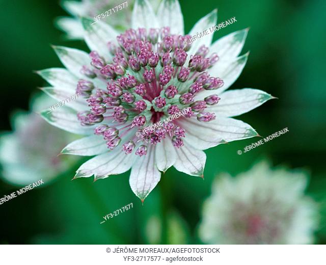 Flowering Great masterwork, Astrantia major, Alps, France