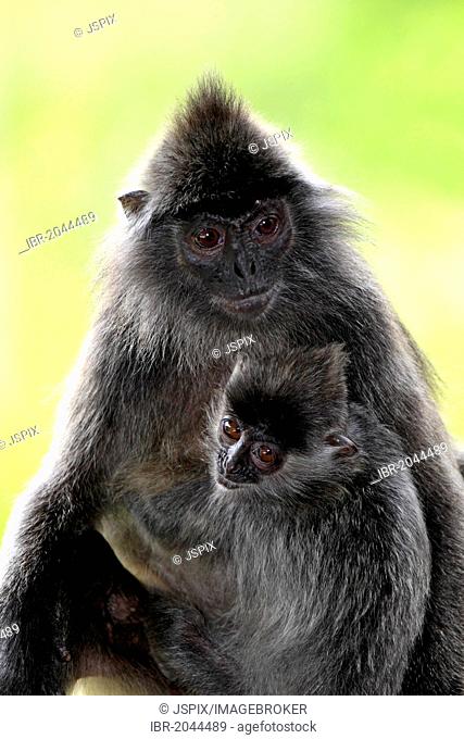 Silvery lutung, Silvered leaf monkey or Silvery langur (Trachypithecus cristatus), mother with young, Labuk Bay, Sabah, Borneo, Malaysia, Asia