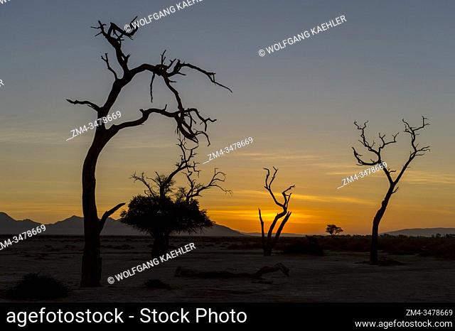Dead trees at sunset silhouetted in the barren landscape of the private Kulala Wilderness Reserve in the Sossusvlei area, Namibia