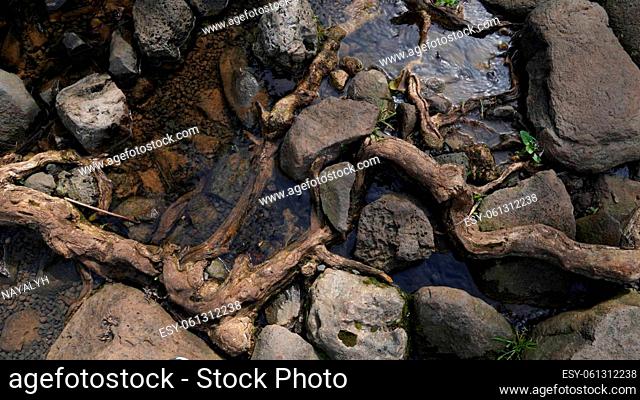 Small clear brook running beside brown stones and brown roots and branches. Branches, rocks and stones