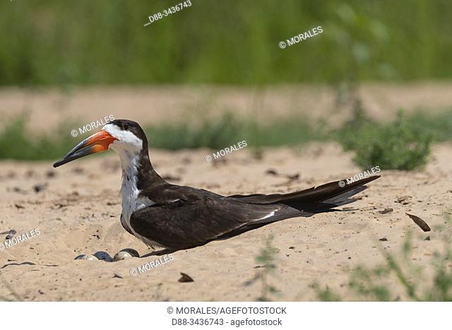 Brazil, Mato Grosso, Pantanal area, Black Skimmer (Rynchops niger), at the nest
