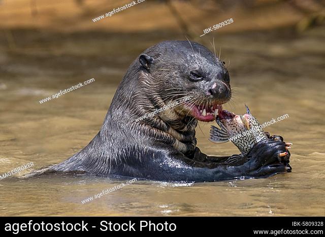Giant otter (Pteronura brasiliensis), eats captured fish, animal portrait, Pantanal, Mato Grosso, Brazil, South America