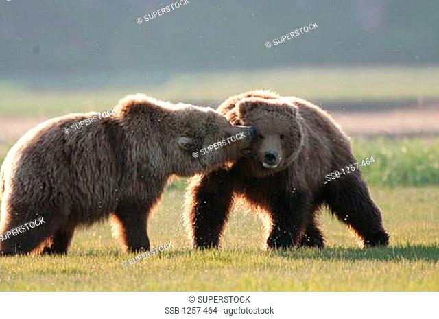 Kodiak brown bears Ursus arctos middendorffi fighting in a field, Swikshak, Katami Coast, Alaska, USA