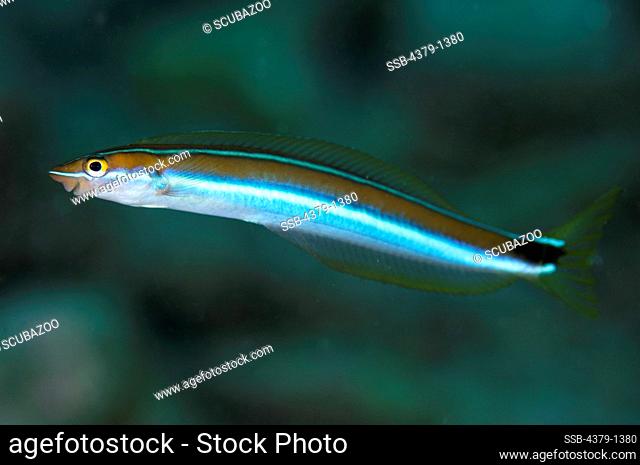 Close-up of a Blue-striped Fangblenny (Plagiotremus rhinorhynchos) swimming, South Male Atoll, Maldives