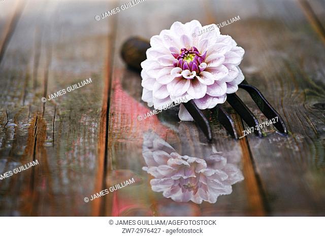 Dahlia flower with hand fork on wet wooden table