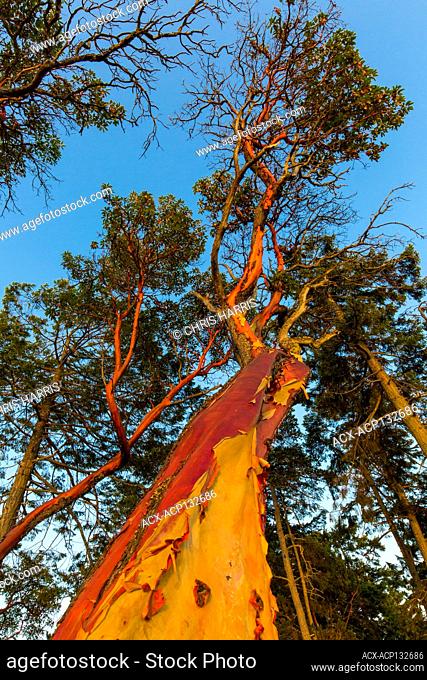 Arbutus trees, Arbutus menziesii, Gabriola Island, British Columbia, Canada