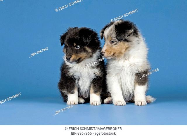 Shetland Sheepdog puppies, 6 weeks, tricolor and blue merle