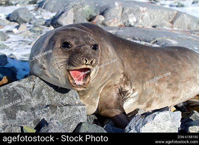 southern elephant seal that is on the rocks and roars