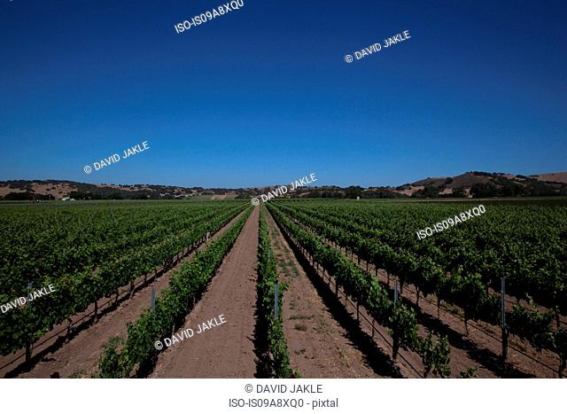 Grapevines in vineyard