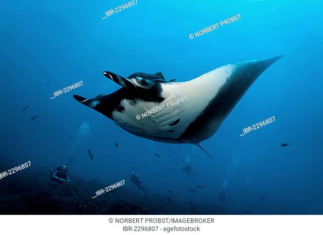 A group of divers watching a giant oceanic manta ray (Manta birostris) swimming in the blue sea, San Benedicto Island, near Socorro, Revillagigedo Islands
