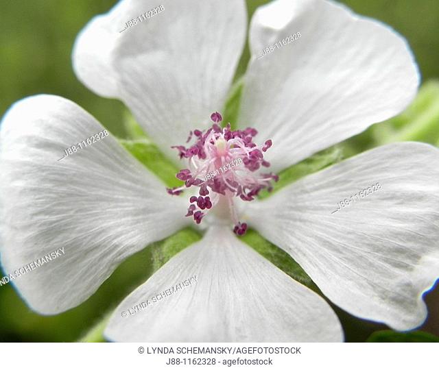 Marshmallow Marsh Mallow, Althaea officinalis flower