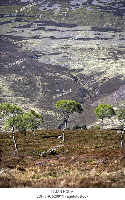 Scotland, Aberdeenshire, Cairngorms, Dwarf Birches Betula nana against a mountain backdrop in the Eastern Highlands of Scotland
