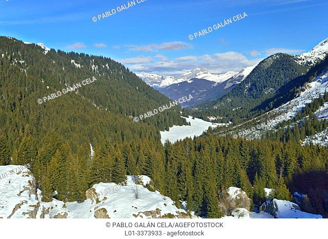 Coniferous forest in Les Contamines valley. French Alps