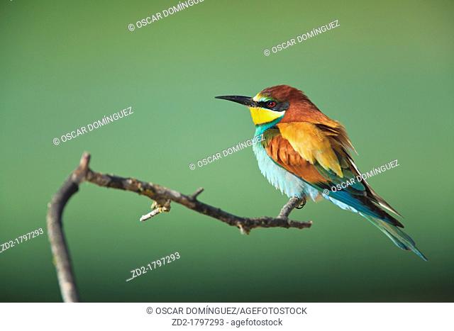 European Bee-eater Merops apiaster perched on branch  Lleida  Catalonia  Spain