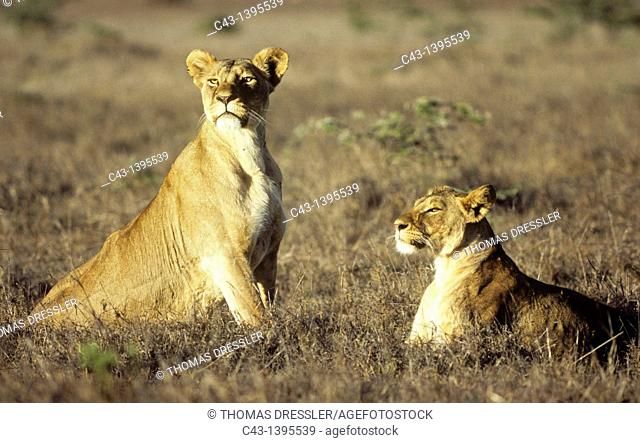 Lion Panthera leo - 2 females in the evening  Nairobi National Park, Kenya