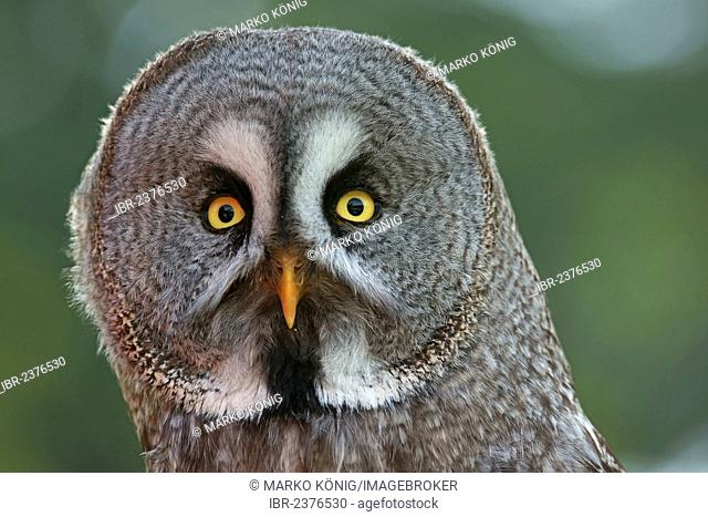 Great Grey Owl (Strix nebulosa), captive, Hesse, Germany, Europe