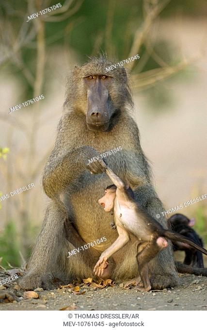 Chacma Baboon - Male holding young by arm. In the evening. (Papio ursinus)