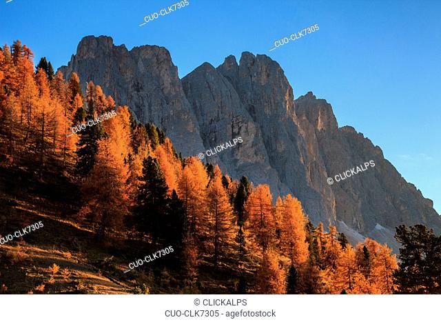 The Odle group in autumn at sunset, Funes valley, Trentino-Alto Adige, Italy, Europe