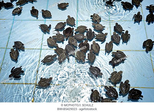 Olive ridley, Pacific ridley turtle, Olive ridley sea turtle, Pacific ridley sea turtle (Lepidochelys olivacea), one month old Pacific ridley turtles in a...